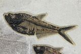 Two, Detailed Fossil Fish (Diplomystus) - Wyoming #151605-2